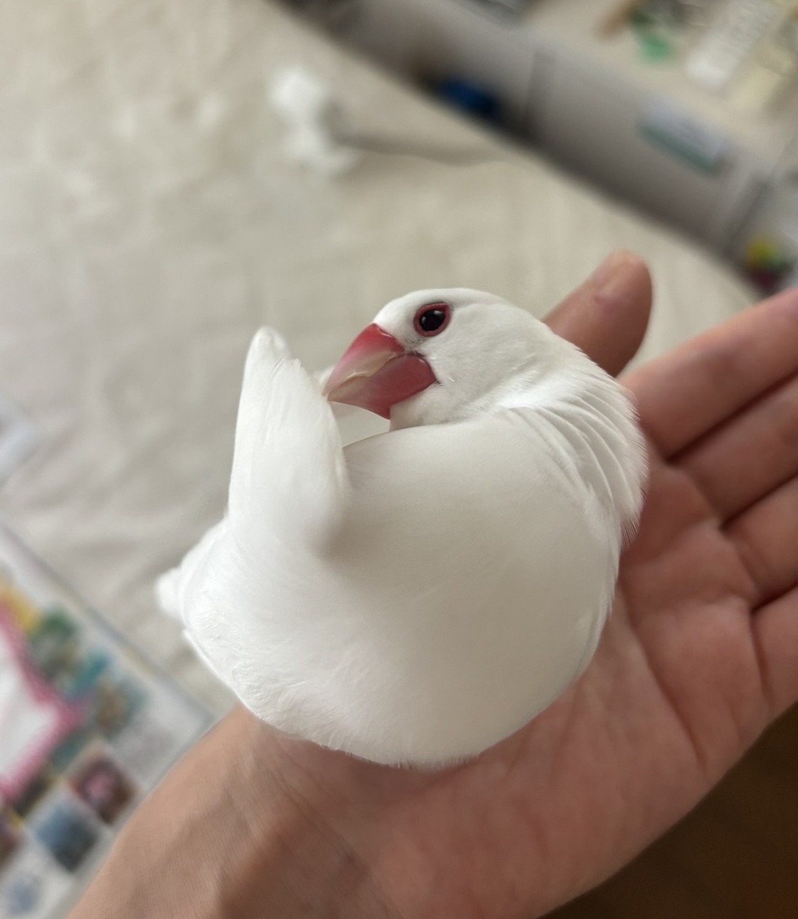 おもちちゃん.jpg
