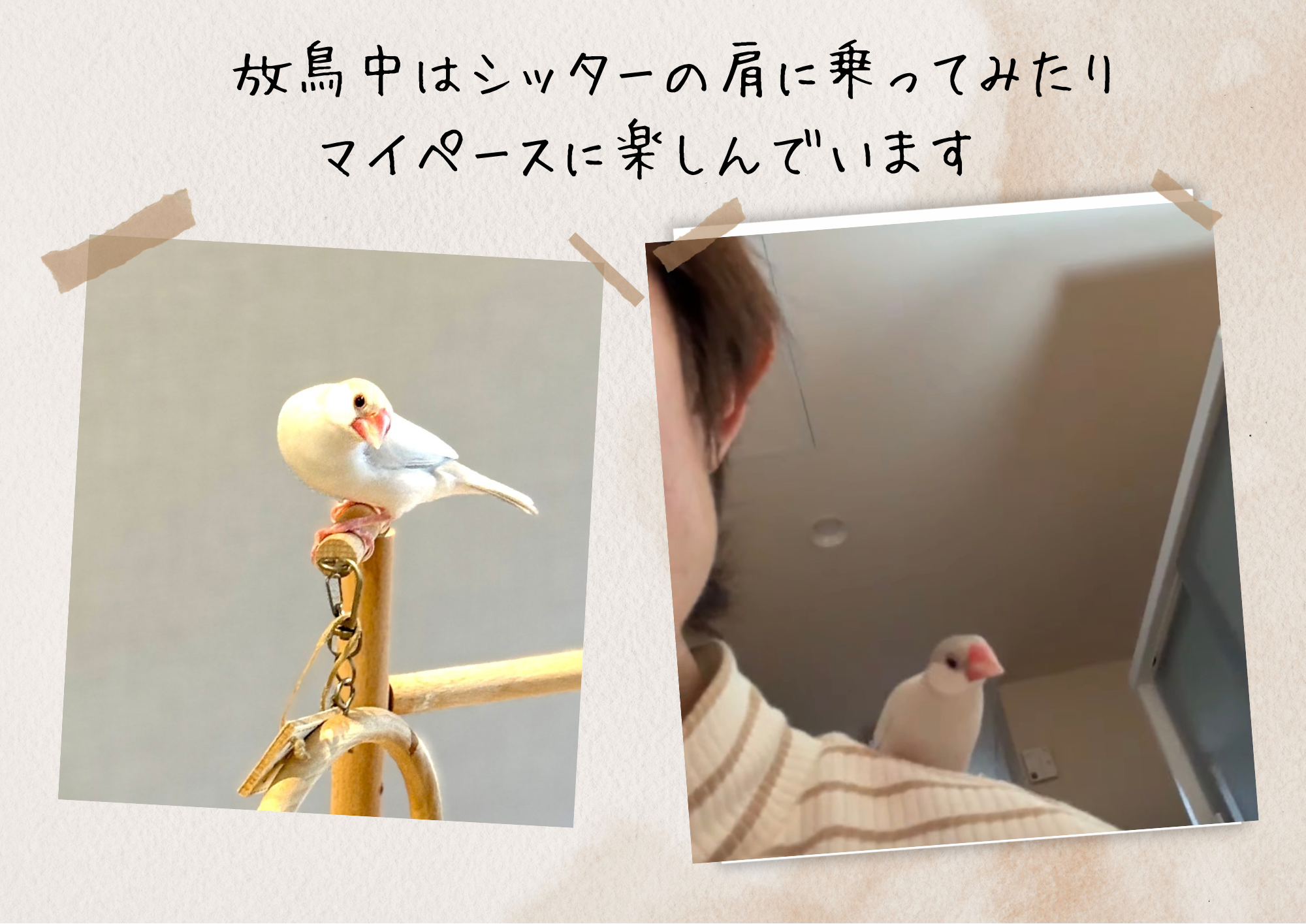 ベージュ 写真  シンプル 2枚 A4 - 1.png