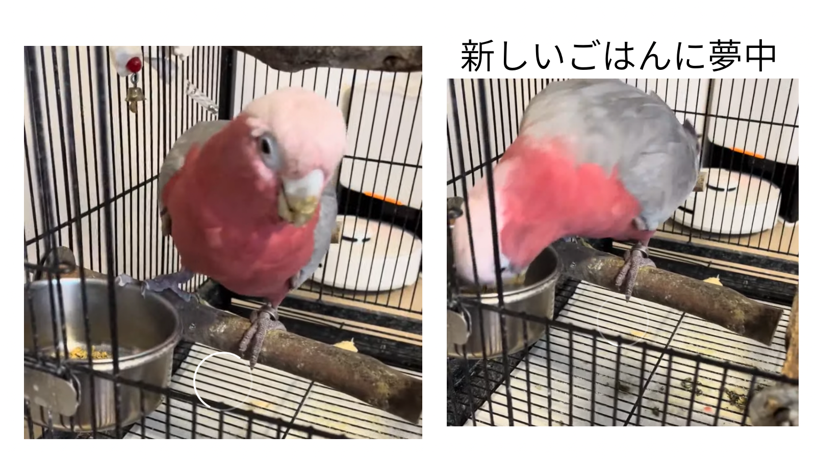 白 犬 日常 2枚の写真 横長 動物ミーム.png