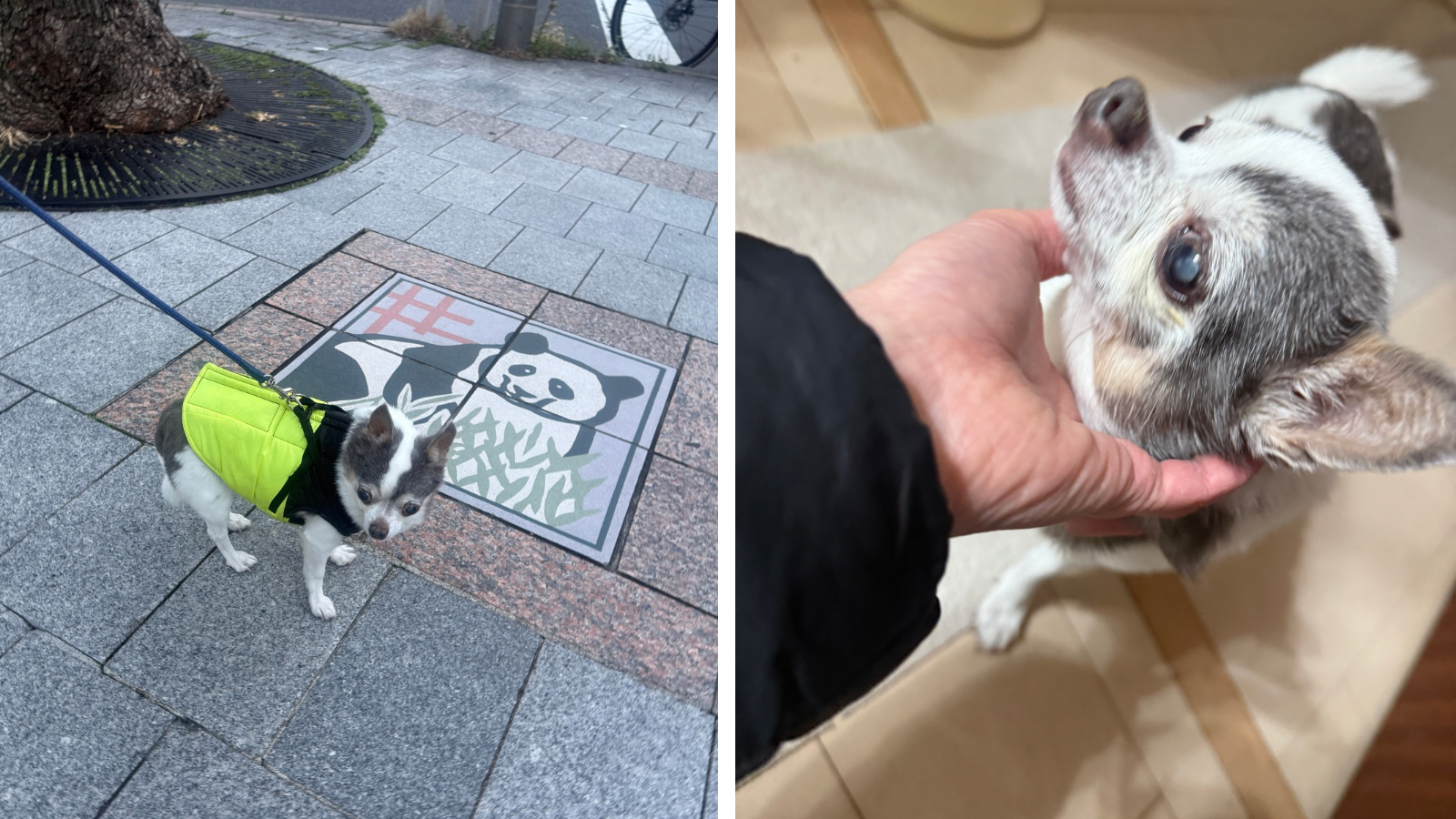 高齢の男性 2枚の写真 テキスト ミーム.png