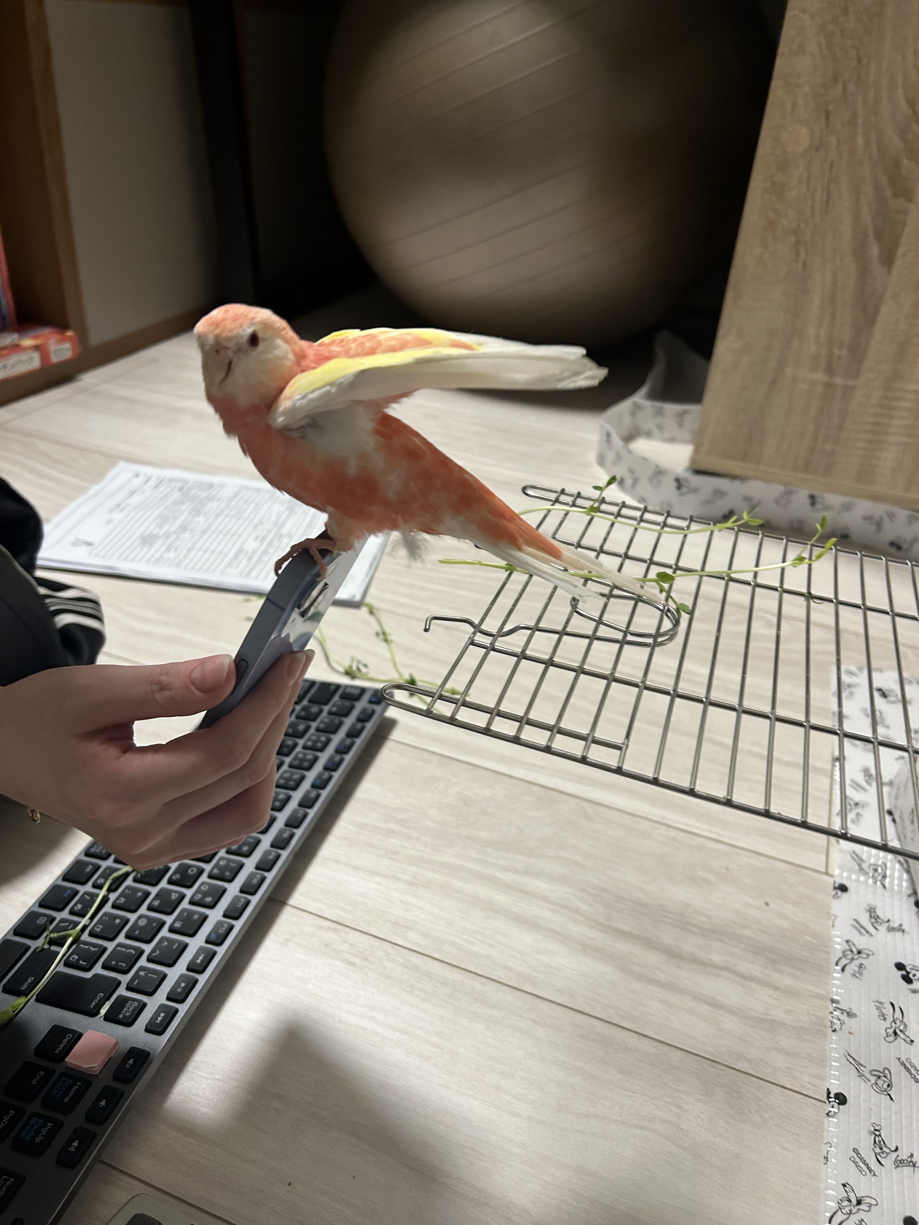 B17E66BD-13D1-437B-B4CB-E6BE0438CB92.jpeg