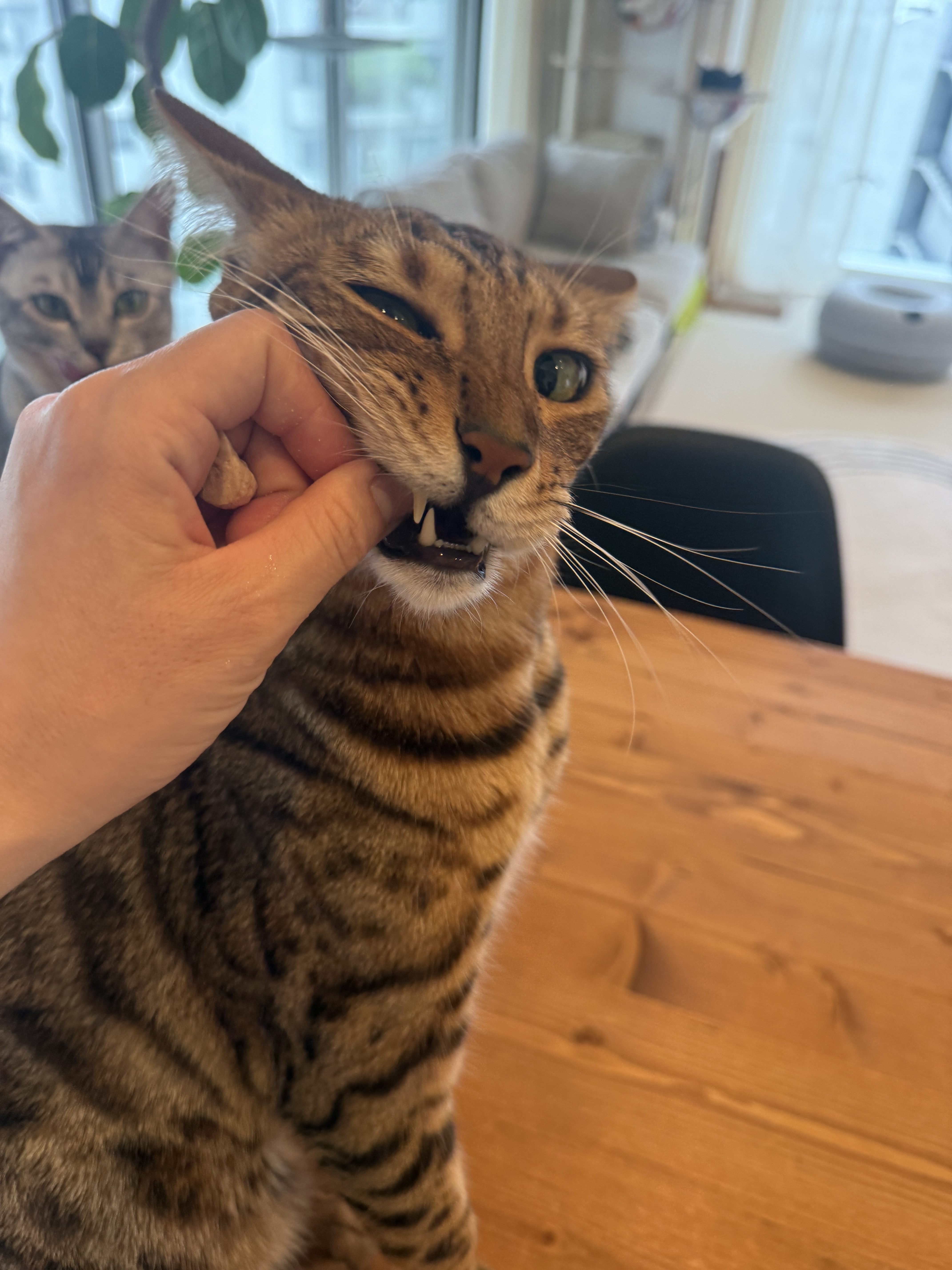 IMG_0371.jpeg