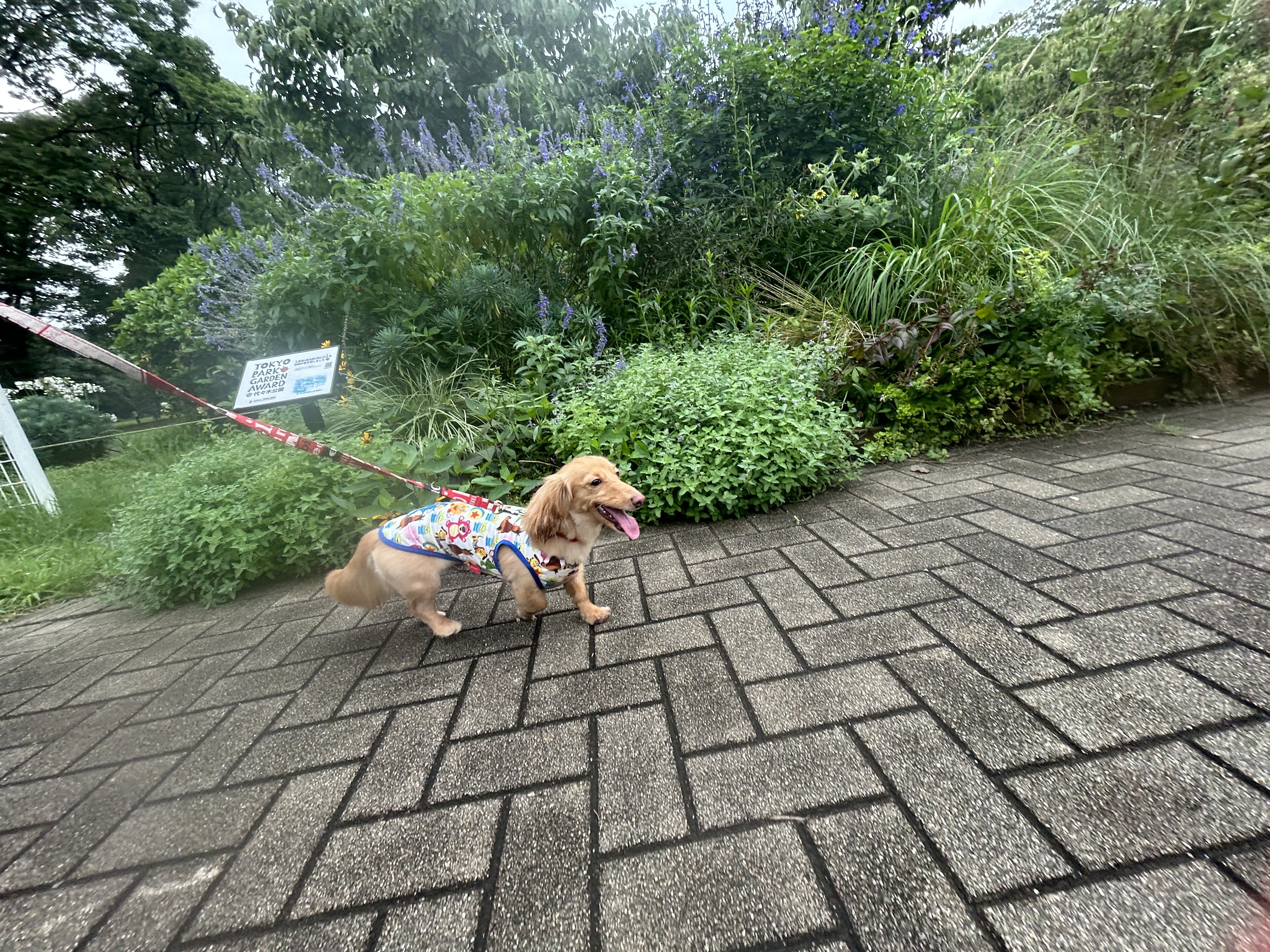 IMG_2416.jpeg