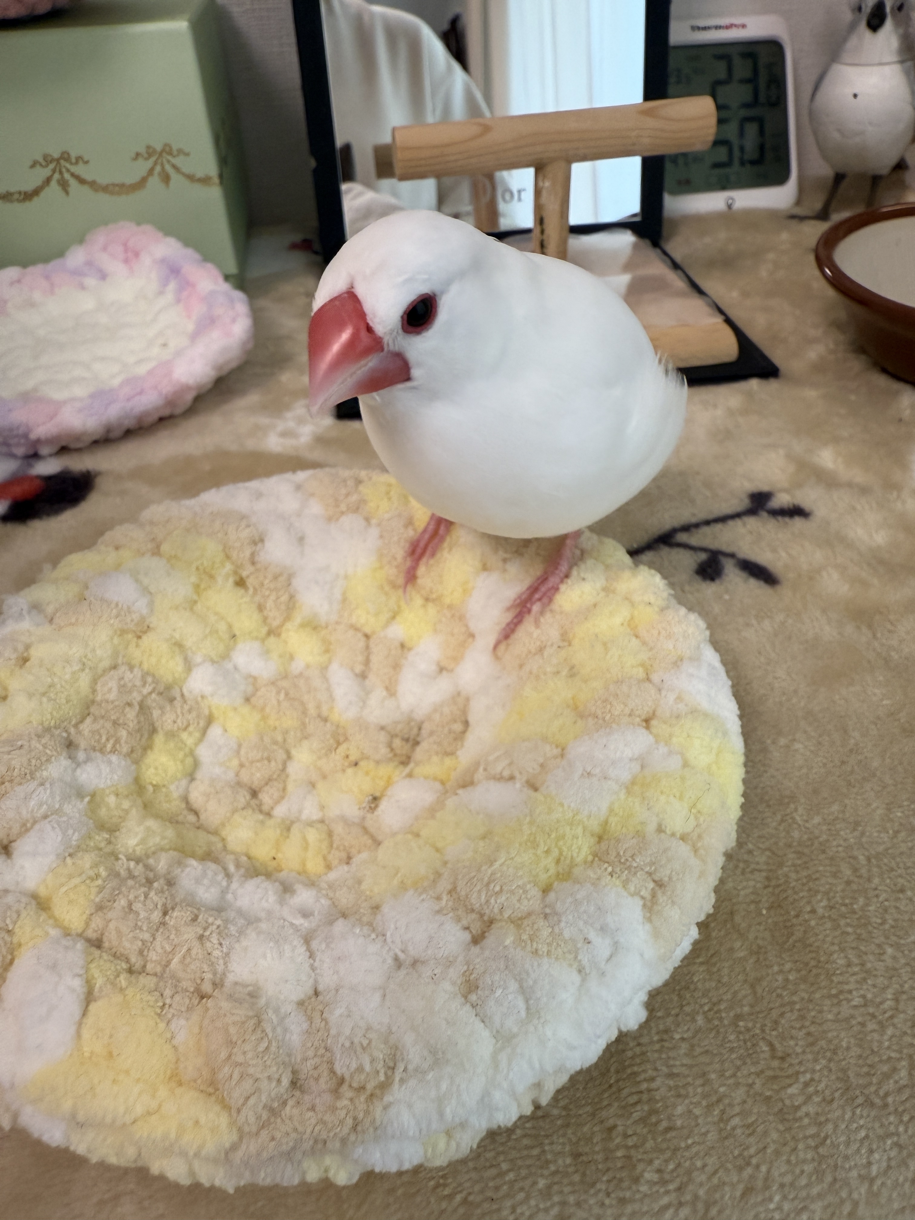 IMG_4175.jpeg