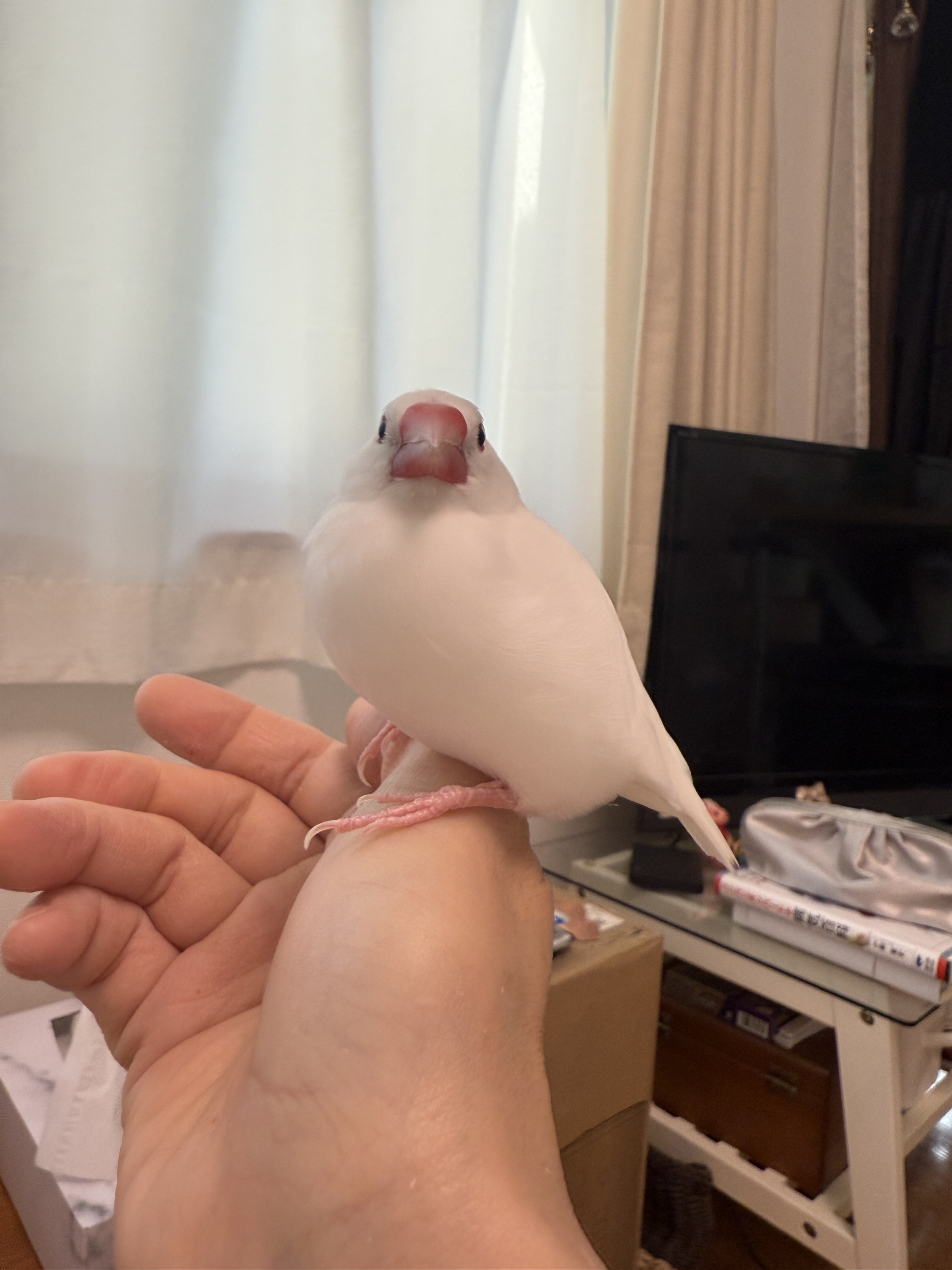 IMG_4202.jpeg