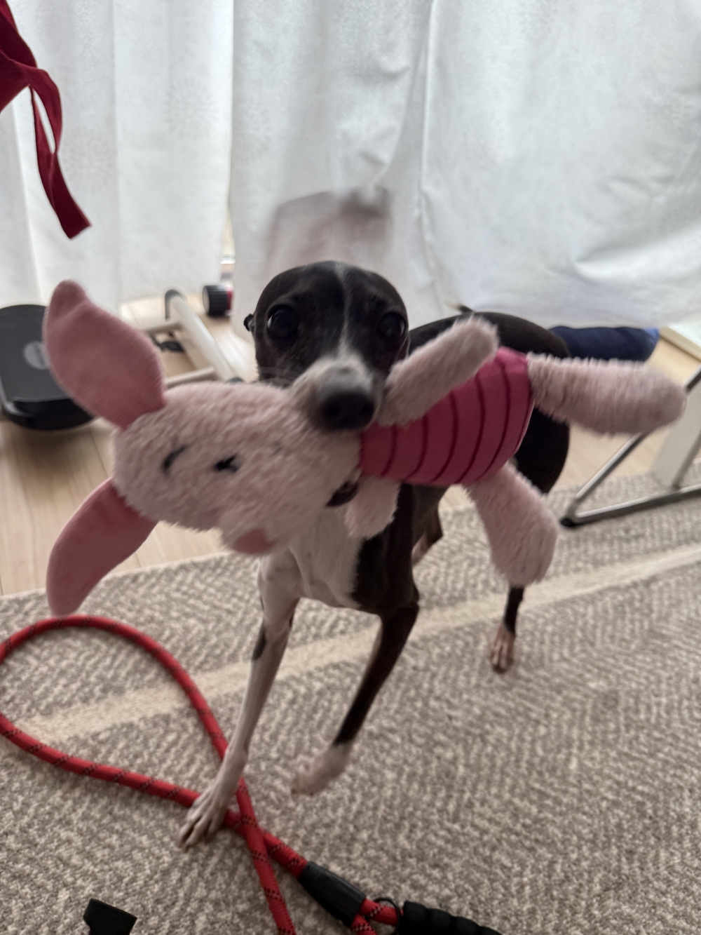 IMG_0329.jpeg