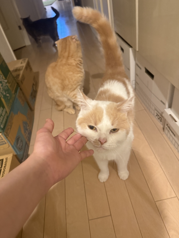 IMG_8520.jpeg