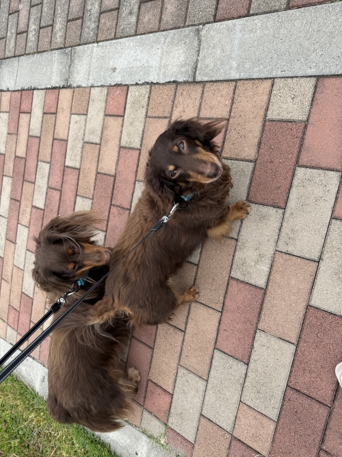 IMG_0557.jpeg