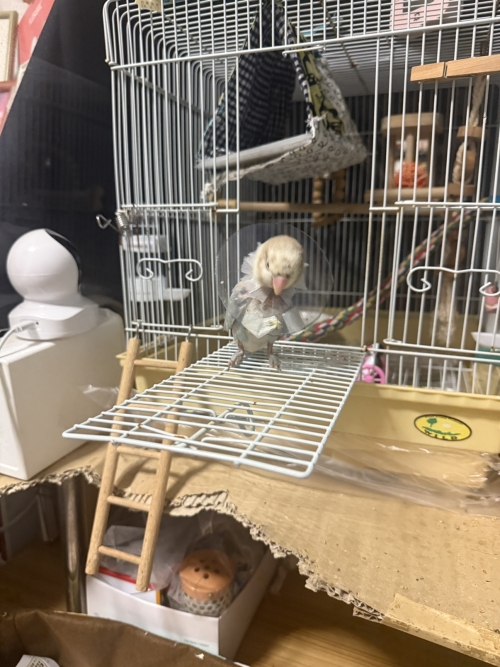 IMG_1212.jpeg