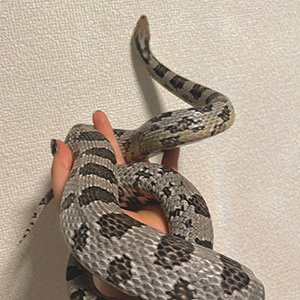 スタッフ紹介