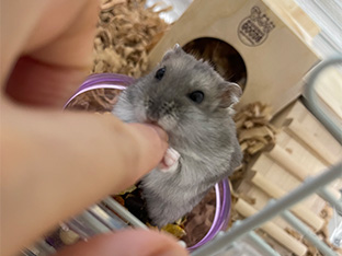 東京都中野区/小動物2匹、両生類1匹(チンチラ・ハムスター・ツノガエル)