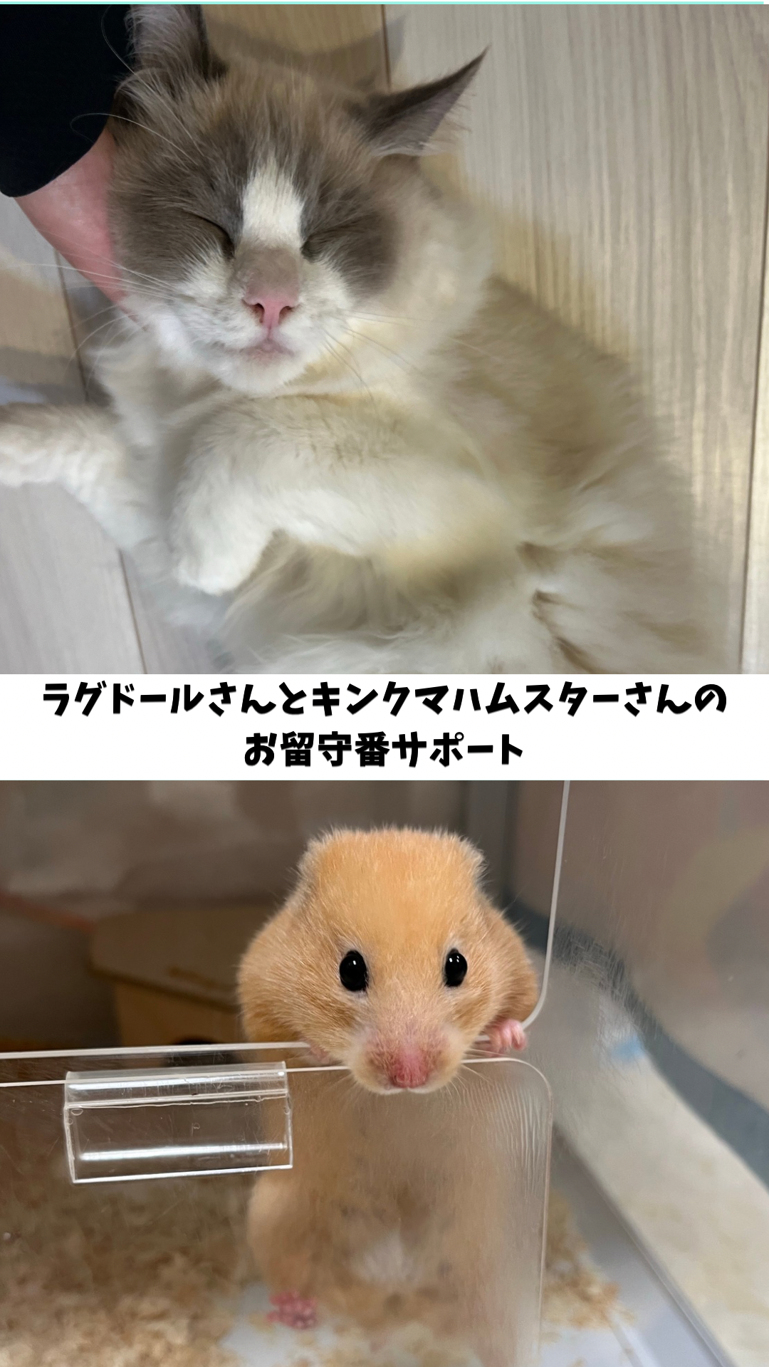 「隠れると思ってたのに」 まさかの初日ごろん - 1.png