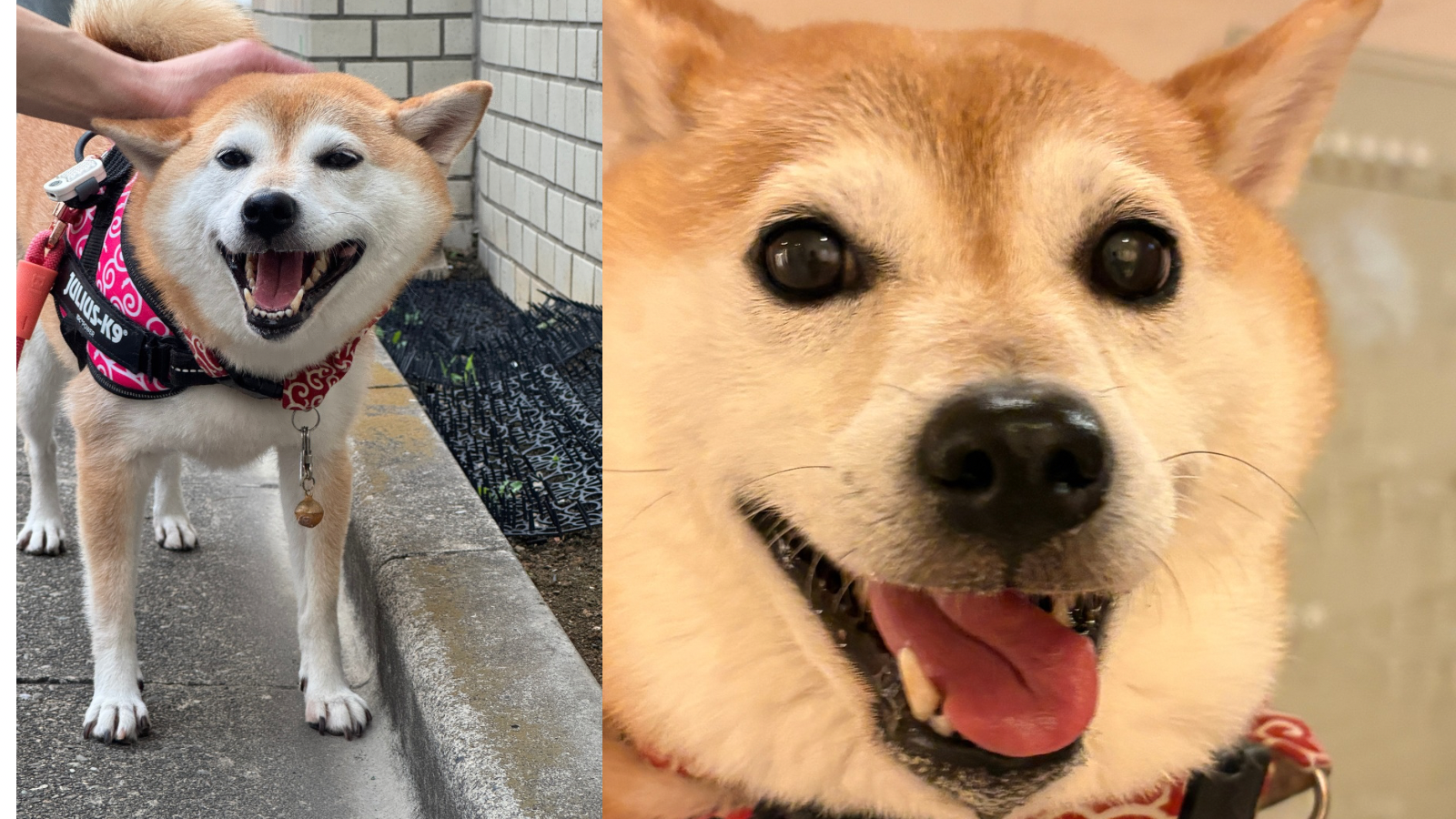 高齢の男性 2枚の写真 テキスト ミーム - 1.png