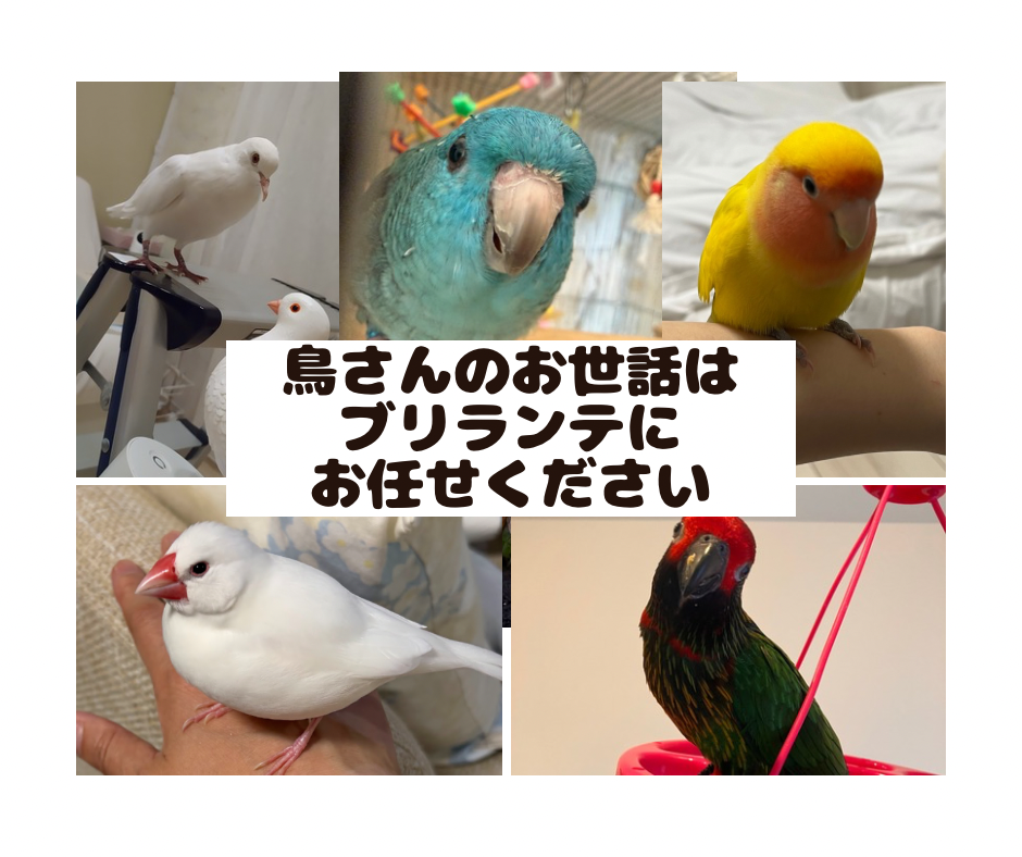 White Collage Travel Blog Facebook Post.png