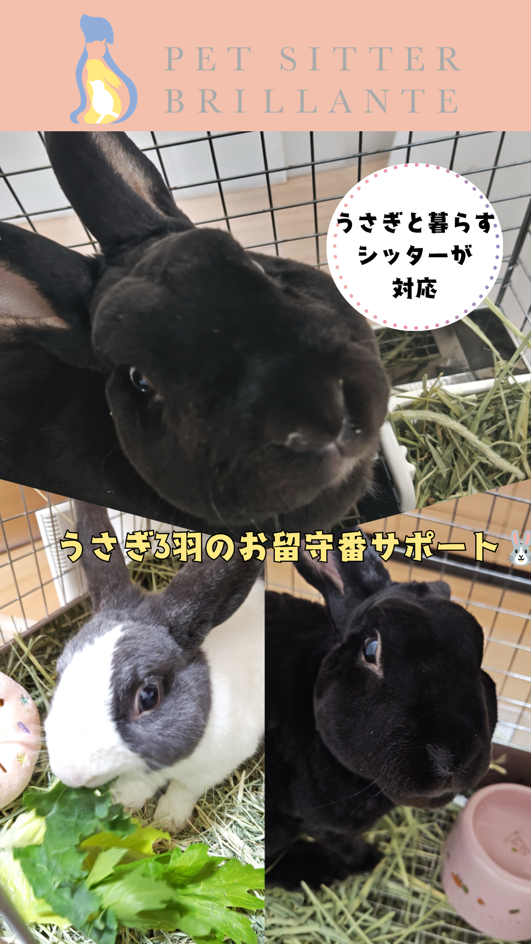 a56d34929c29eb4b79e64fb1bd877ef397d7e1b9.png