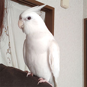 スタッフ紹介